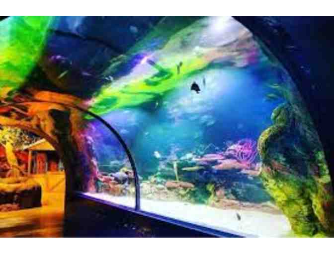2019-20 - K4 Teacher Feature: Mrs. Briery --Deep Sea Adventure at the Shreveport Aquarium - Photo 1