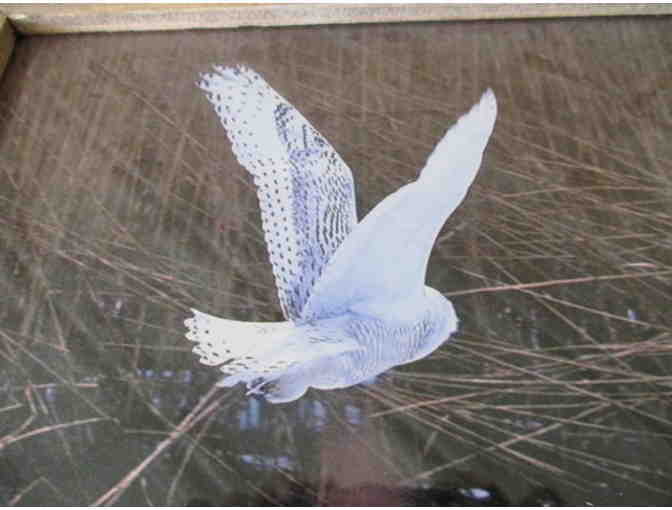 Snowy Owl in Flight Nature Photo