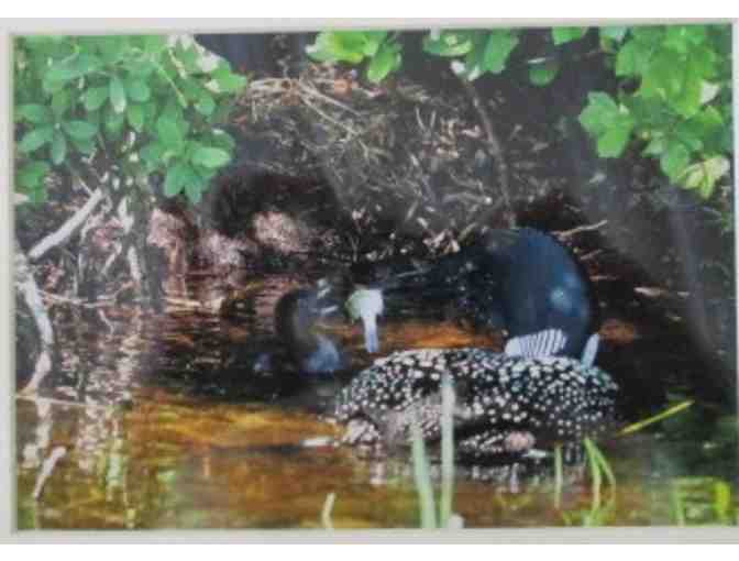 First Feeding Nature Photo of Loon Family