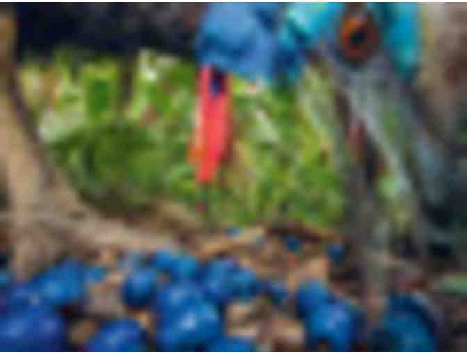 New Guinea Cassowary Bone Dagger