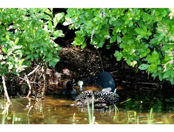 The Loon Family Story in photos