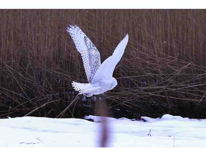 Snowy Owl in Flight Nature Photo