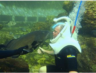 Miami Seaquarium Sea Trek Reef Encounter