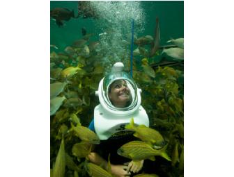 Miami Seaquarium Sea Trek Reef Encounter