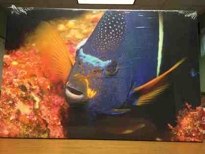King Angel Fish! By Ocean of Images Photography