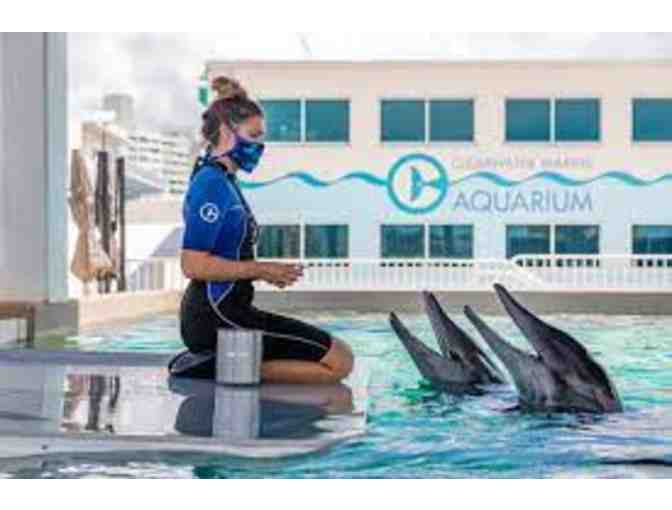 4 General Admission Tickets To Clearwater Marine Aquarium