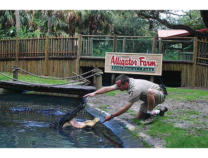 St. Augustine Alligator Farm Admission for 4