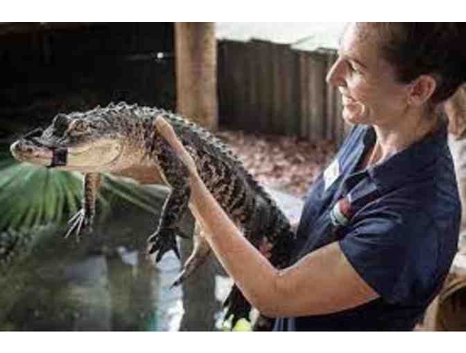 St. Augustine Alligator Farm Admission for 4