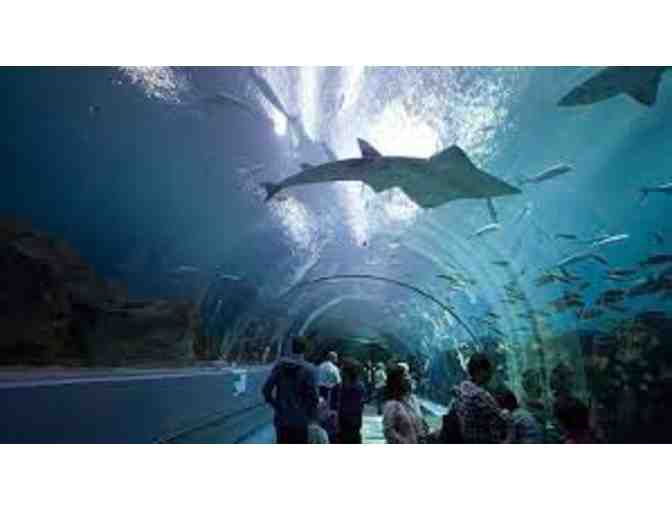 4 Georgia Aquarium General Admission Tickets