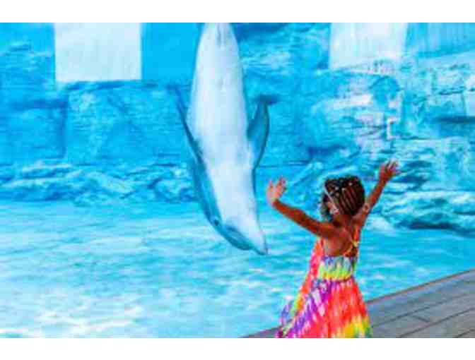 4 General Admission Tickets To Clearwater Marine Aquarium