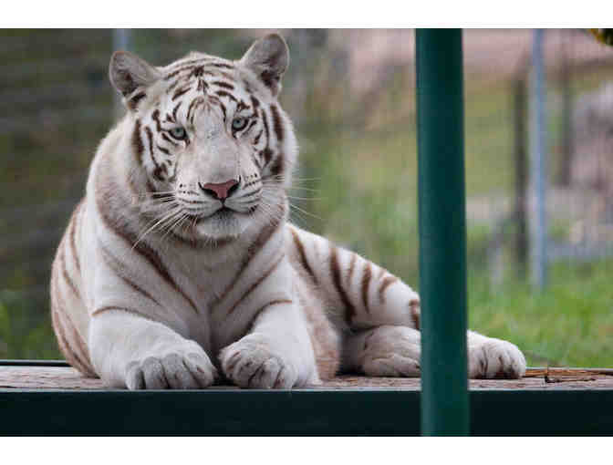 Turpentine Creek Wildlife Refuge