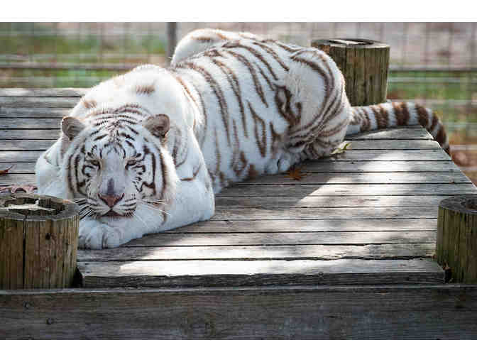 Turpentine Creek Wildlife Refuge