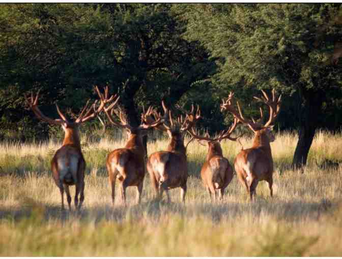 Argentina Big Game Hunting - 4 FULL Hunting Days with Guide