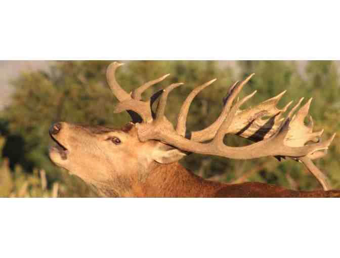 Argentina Big Game Hunting - 4 FULL Hunting Days with Guide