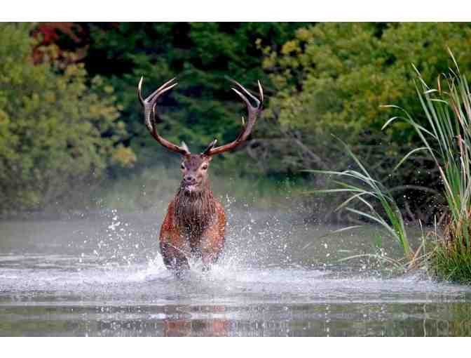 New Zealand Hunting Safari for Two Hunters- 5 days, 4 Nights