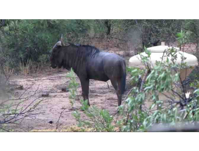 South Africa Hunting Safari for Two (2) Hunters - 6 Full Days