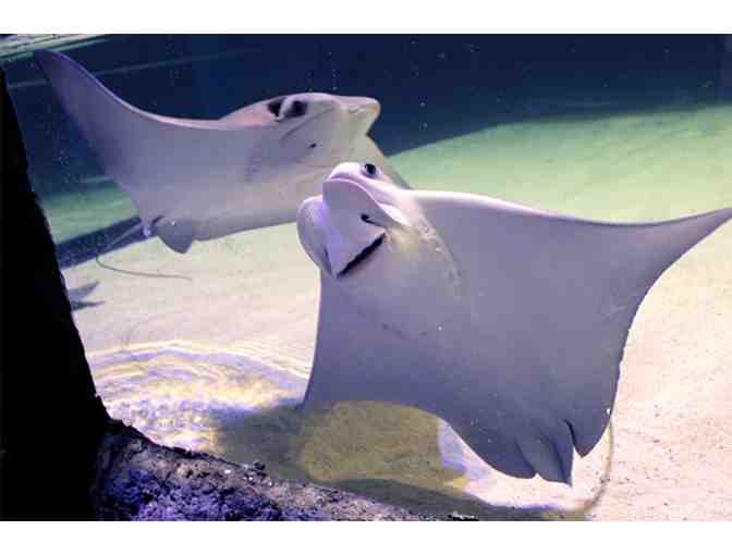 National Mississippi River Museum