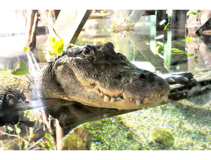 National Mississippi River Museum