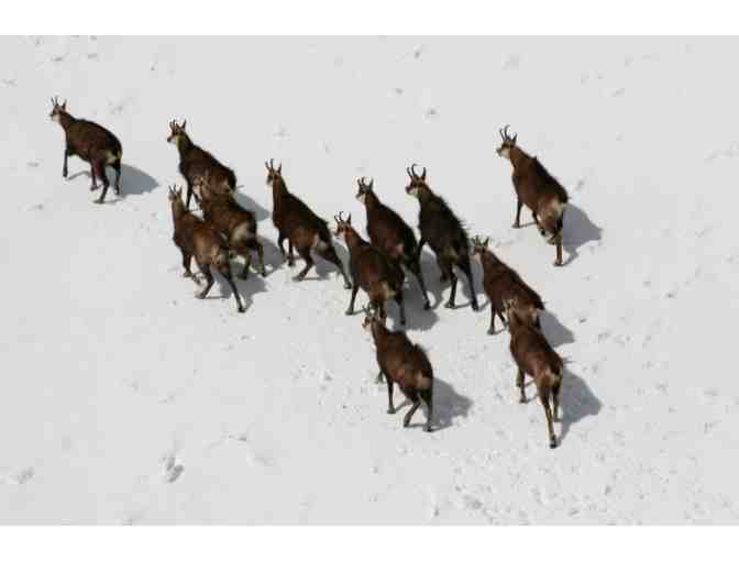 New Zealand Hunting Safari for Two Hunters- 5 days, 4 Nights