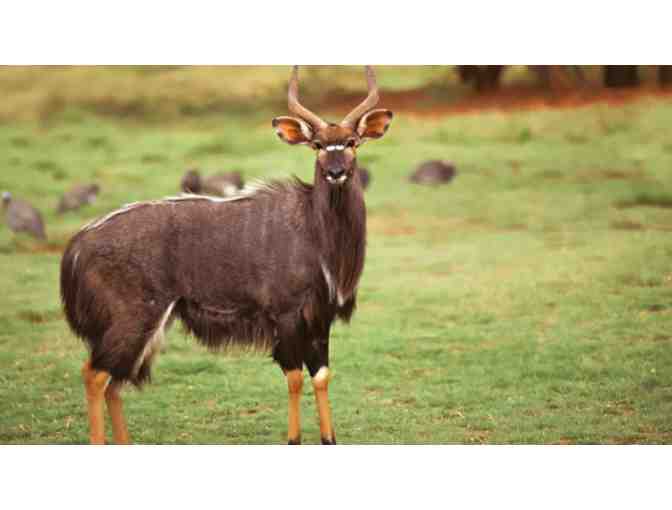 South Africa Hunting Safari for Two (2) Hunters - 6 Full Days