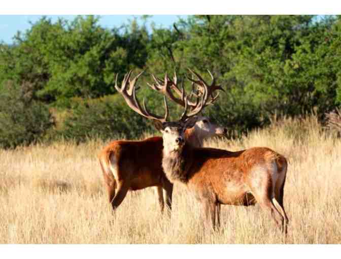 Argentina Big Game Hunting - 4 FULL Hunting Days with Guide