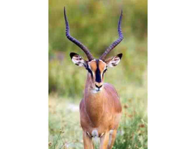 South Africa Hunting Safari for Two (2) Hunters - 6 Full Days