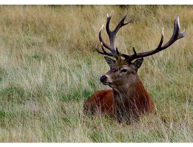 Argentina Big Game Hunting - 4 FULL Hunting Days with Guide