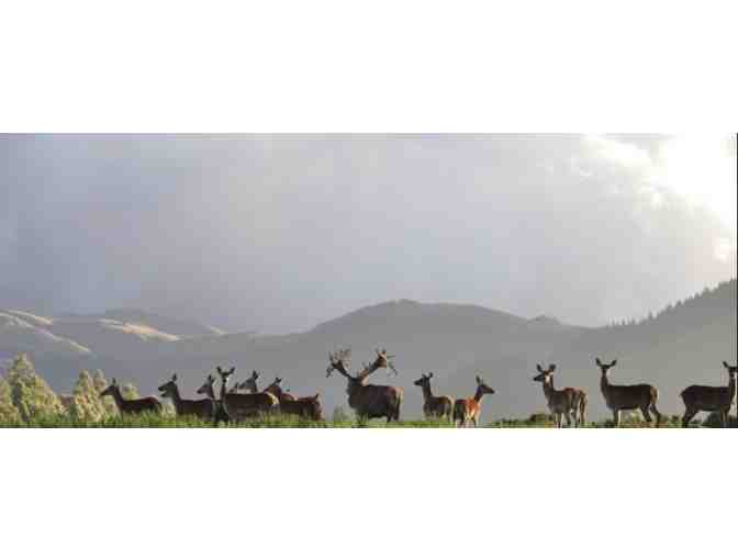 New Zealand Hunting Safari for Two Hunters- 5 days, 4 Nights