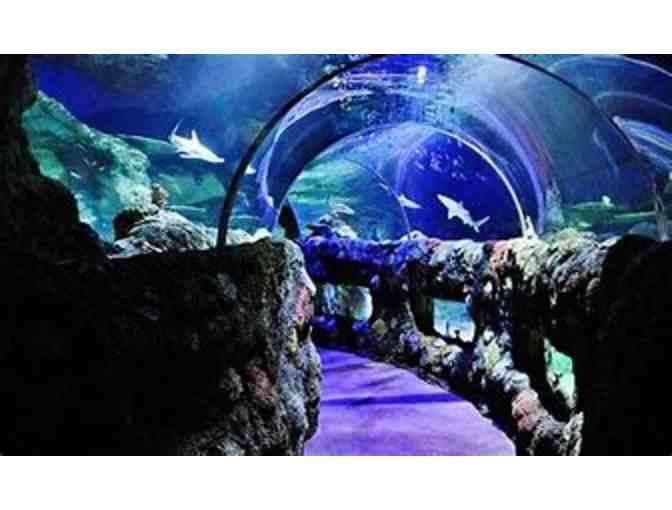 Sea Life Aquarium - Kansas City