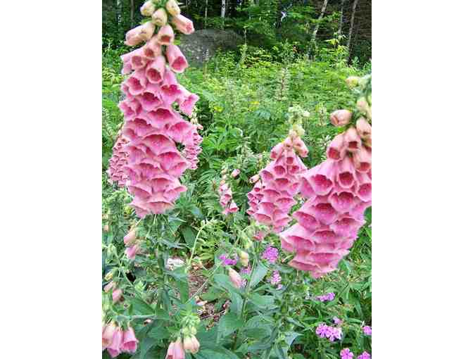 Dutch Tea for Eight, Ja, Gezellig! -- Marijke's Perennial Gardens Plus