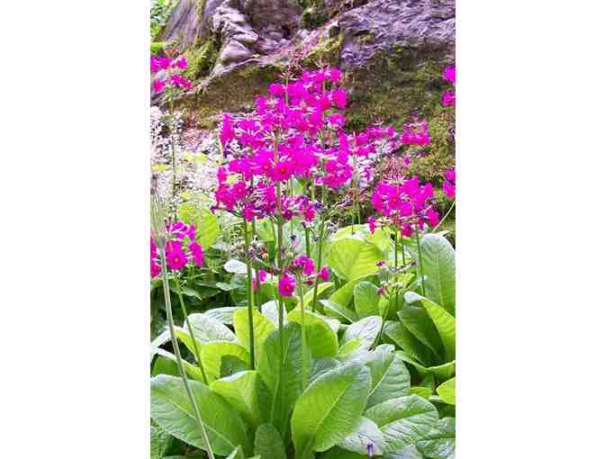 Marijke's Perennial Gardens Plus - $25 Gift Certificate