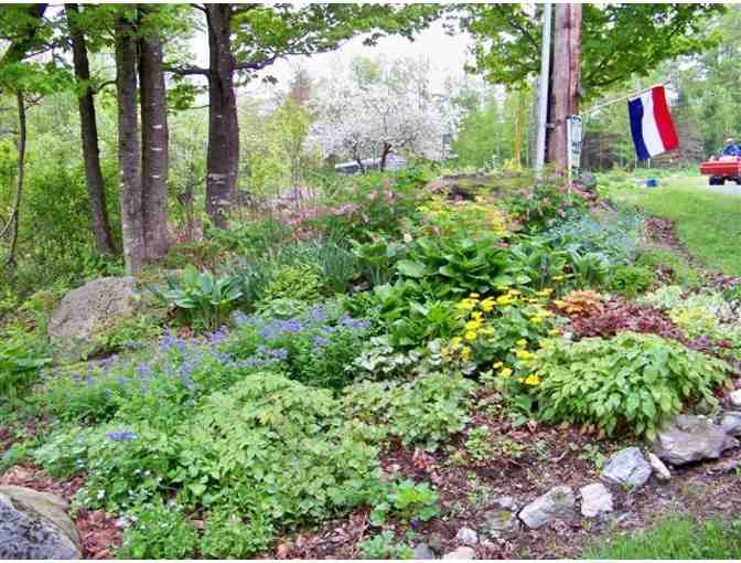 Marijke's Perennial Gardens Plus - $25 Gift Certificate