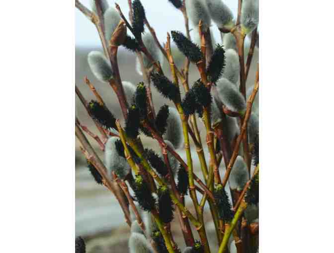 Willows for Showy Catkins Collection from Vermont Willow Nursery