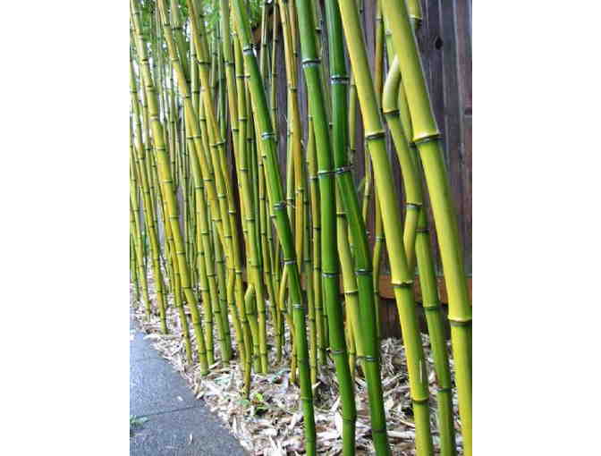 Yellow Grove Bamboo (Phyllostachys aureosulcata)