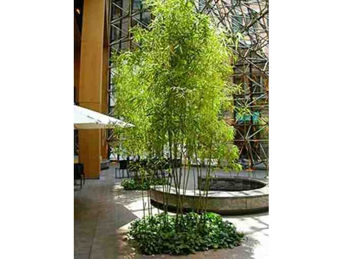 Yellow Grove Bamboo (Phyllostachys aureosulcata)