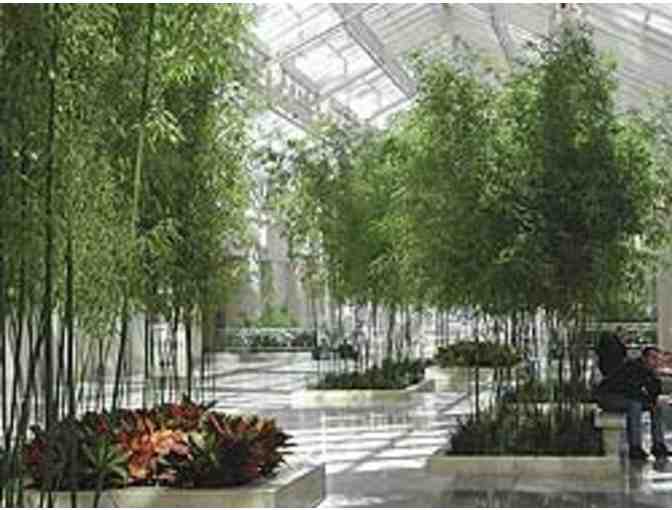 Yellow Grove Bamboo (Phyllostachys aureosulcata)