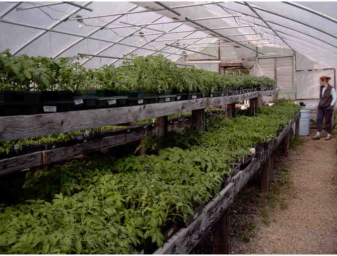 Italian Culinary Garden from Pleasant Mount Farm Certified Organic Greenhouse