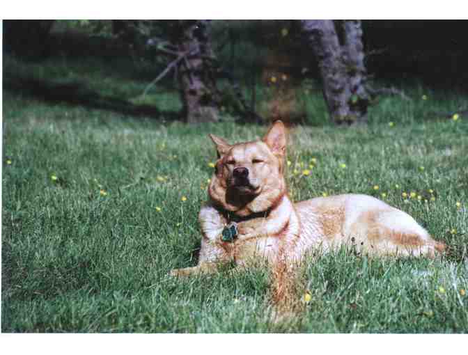 Dog Sitting by Michaela for Two Days