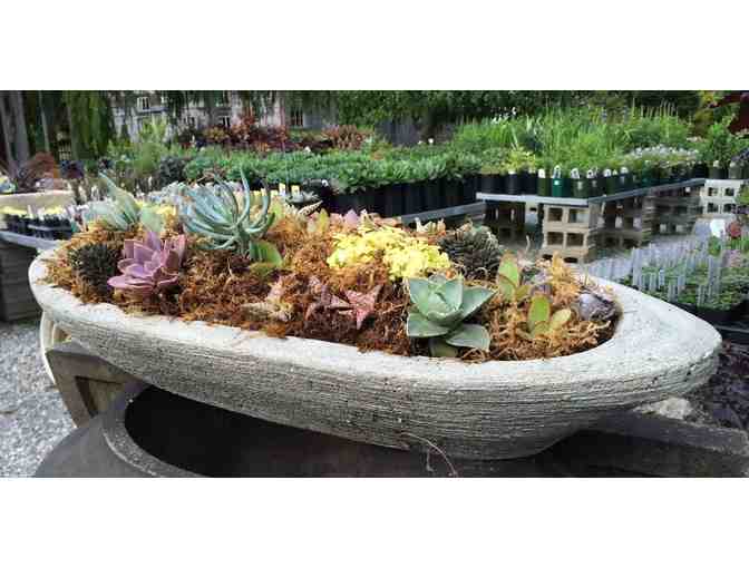 Succulent Boat