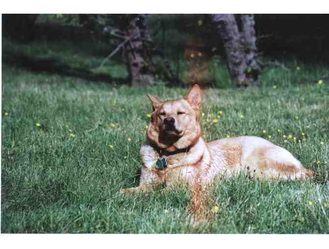 Dog Sitting by Michaela for Two Days