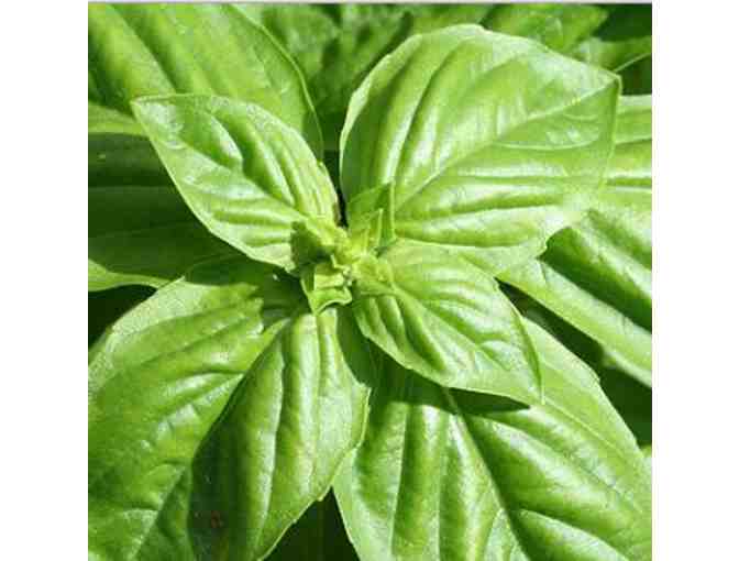 Italian Culinary Garden from Pleasant Mount Farm Certified Organic Greenhouse