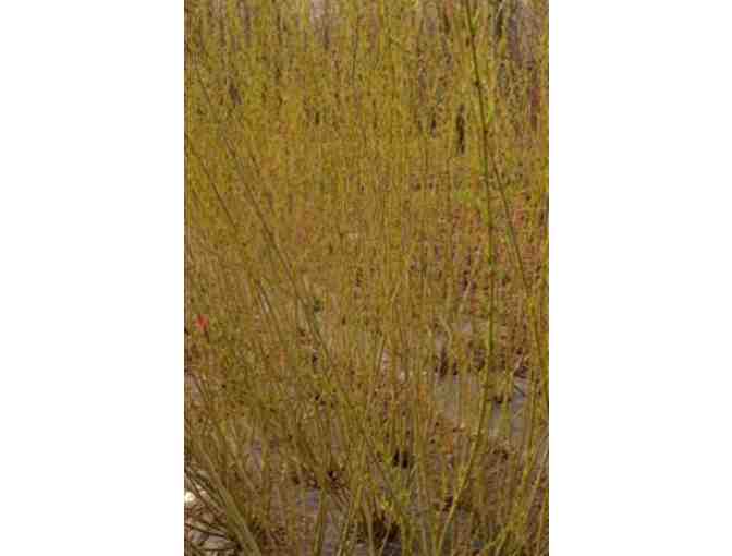 Willows for Fine Basket Collection from Vermont Willow Nursery