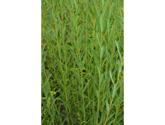 Willows for Fine Basket Collection from Vermont Willow Nursery