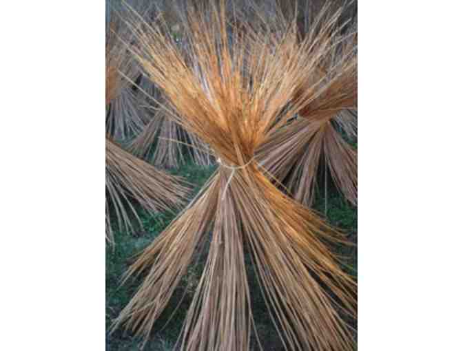 Willows for Fine Basket Collection from Vermont Willow Nursery