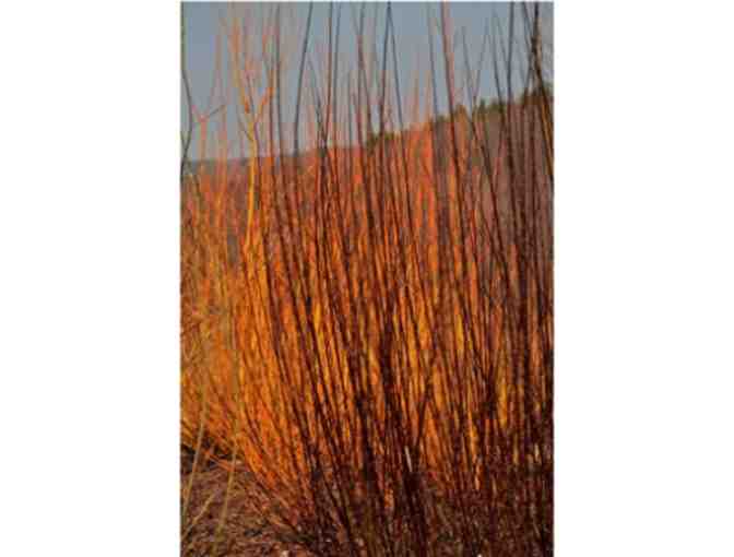 Willows for Fine Basket Collection from Vermont Willow Nursery