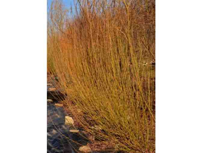 Willows for Fine Basket Collection from Vermont Willow Nursery