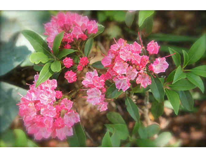 20th Annual Flynn Garden Tour Features Gardens in Hinesburg - Pair of Tickets