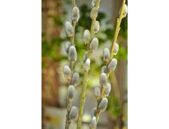 Willows for Showy Catkins Collection from Vermont Willow Nursery