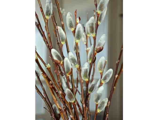 Willows for Showy Catkins Collection from Vermont Willow Nursery