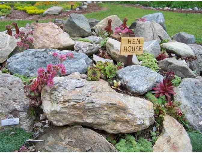 $25 Gift Certificate to Marijke's Perennial Gardens Plus